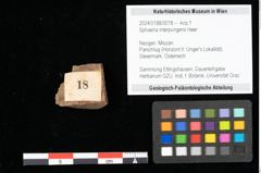 Foto (Objekt + Etikett) von Sphaeria interpungens Heer (NHMW-GEO-2024-0188-0018)